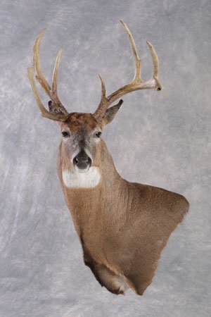 2020 State Taxidermy Competition