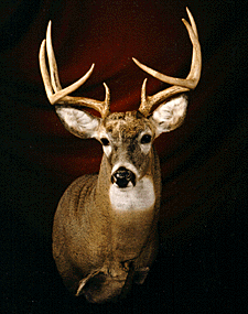 1995 Blue Ribbon Winner